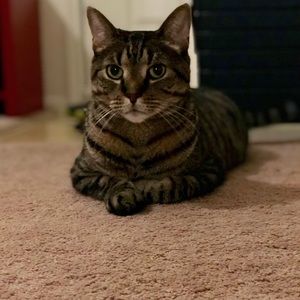 Meet your Posher, Sejoti